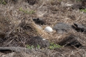 080 Waved albatross 17